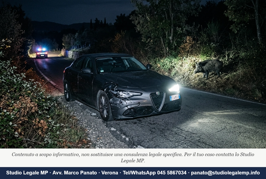 Incidente con cinghiale: chi prova cosa contro la Regione - Studio Legale MP - Verona
