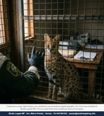 Animali selvatici pericolosi: confisca anche senza condanna - Studio Legale MP - Verona