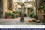 Colonie feline: chi risponde dei danni in Italia - Studio Legale MP - Verona
