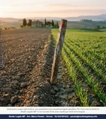 Prelazione agraria: 3 errori sul momento dei requisiti - Studio Legale MP - Verona
